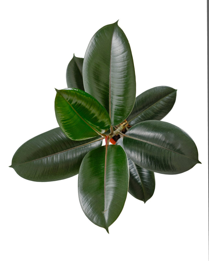 Ficus Elastica &