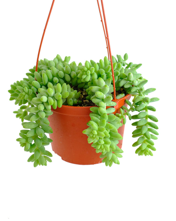 Sedum morganianum &
