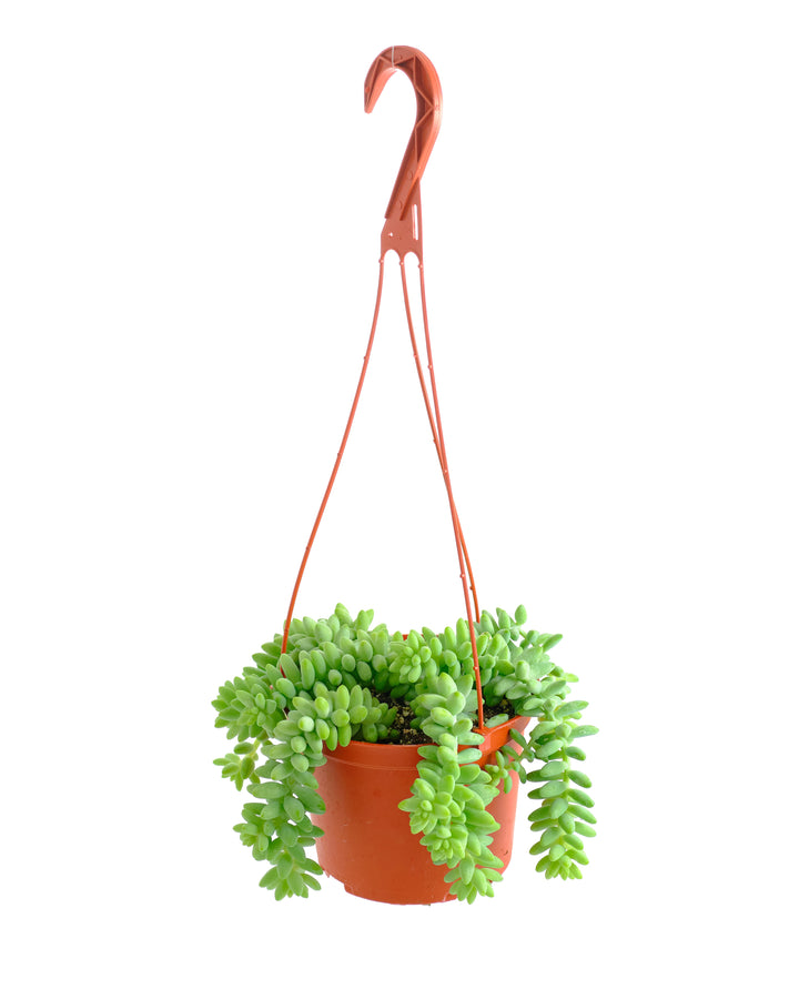 Sedum morganianum &