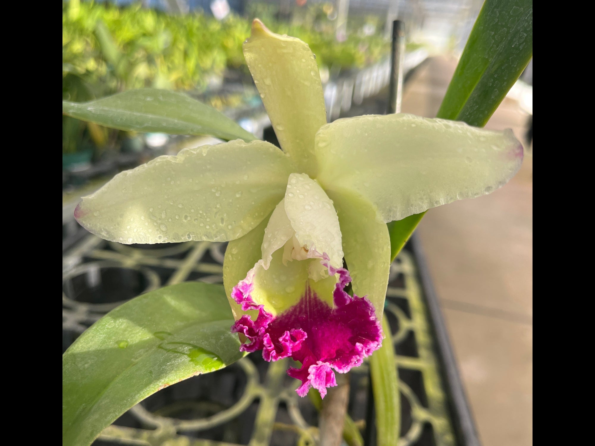 Cattleya Monarca