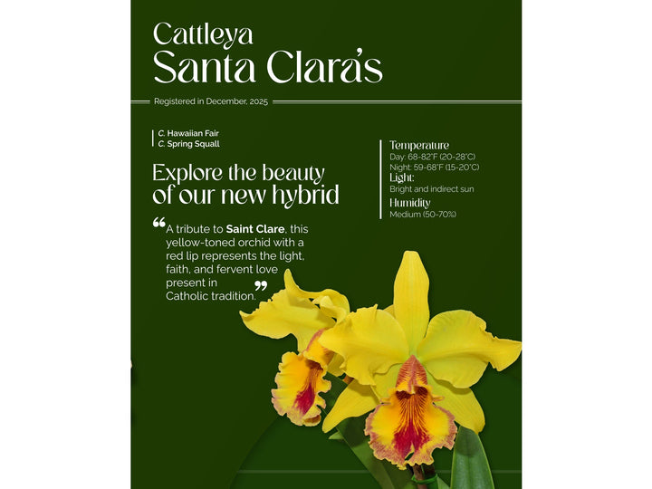 Cattleya Santa Clara’s