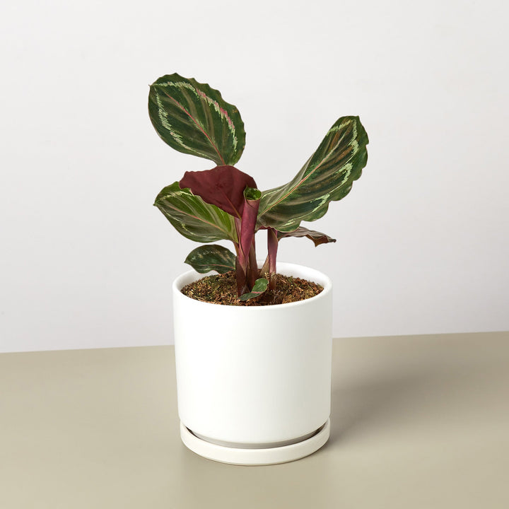 Calathea Roseopicta &