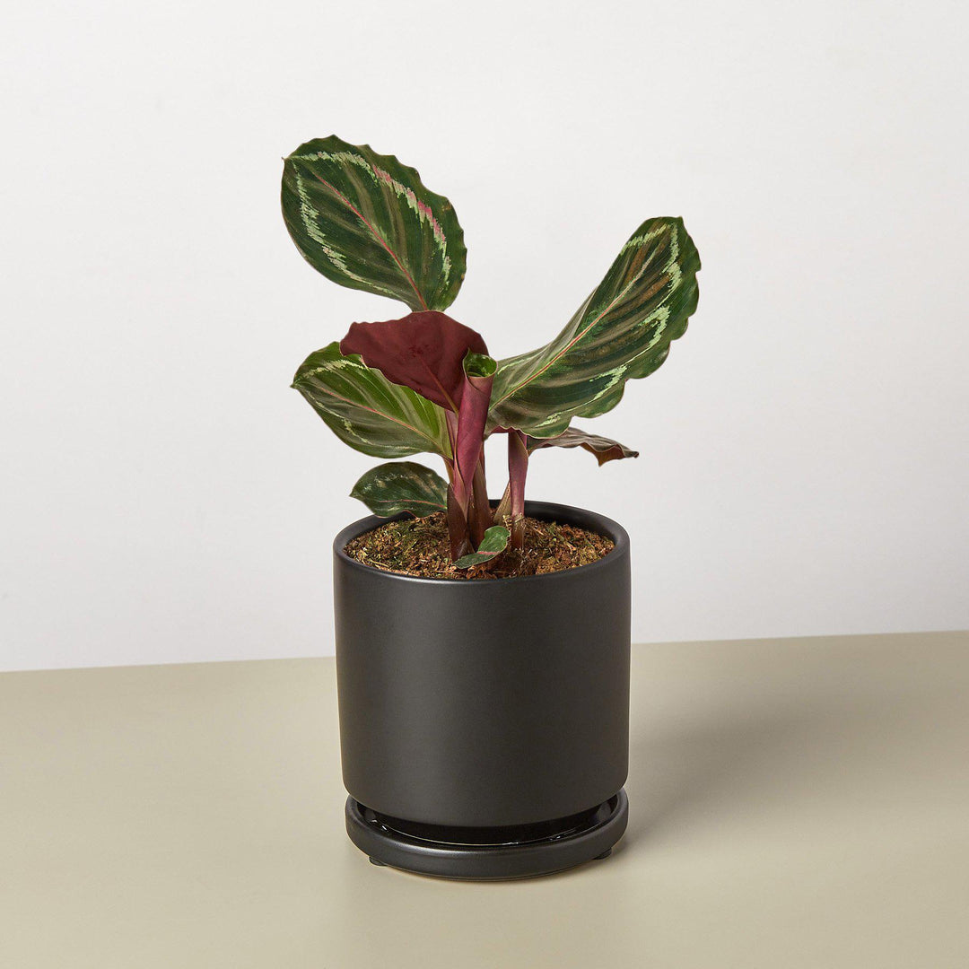 Calathea Roseopicta &