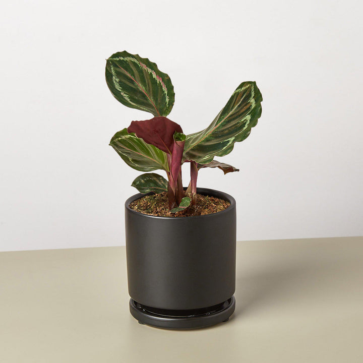 Calathea Roseopicta &