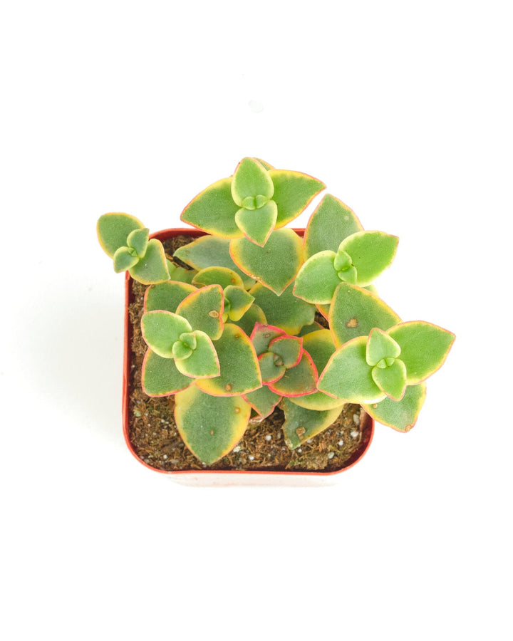 Crassula Pellucida Variegata &