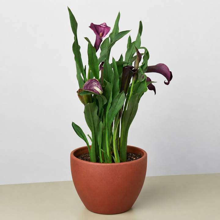 Calla Lily