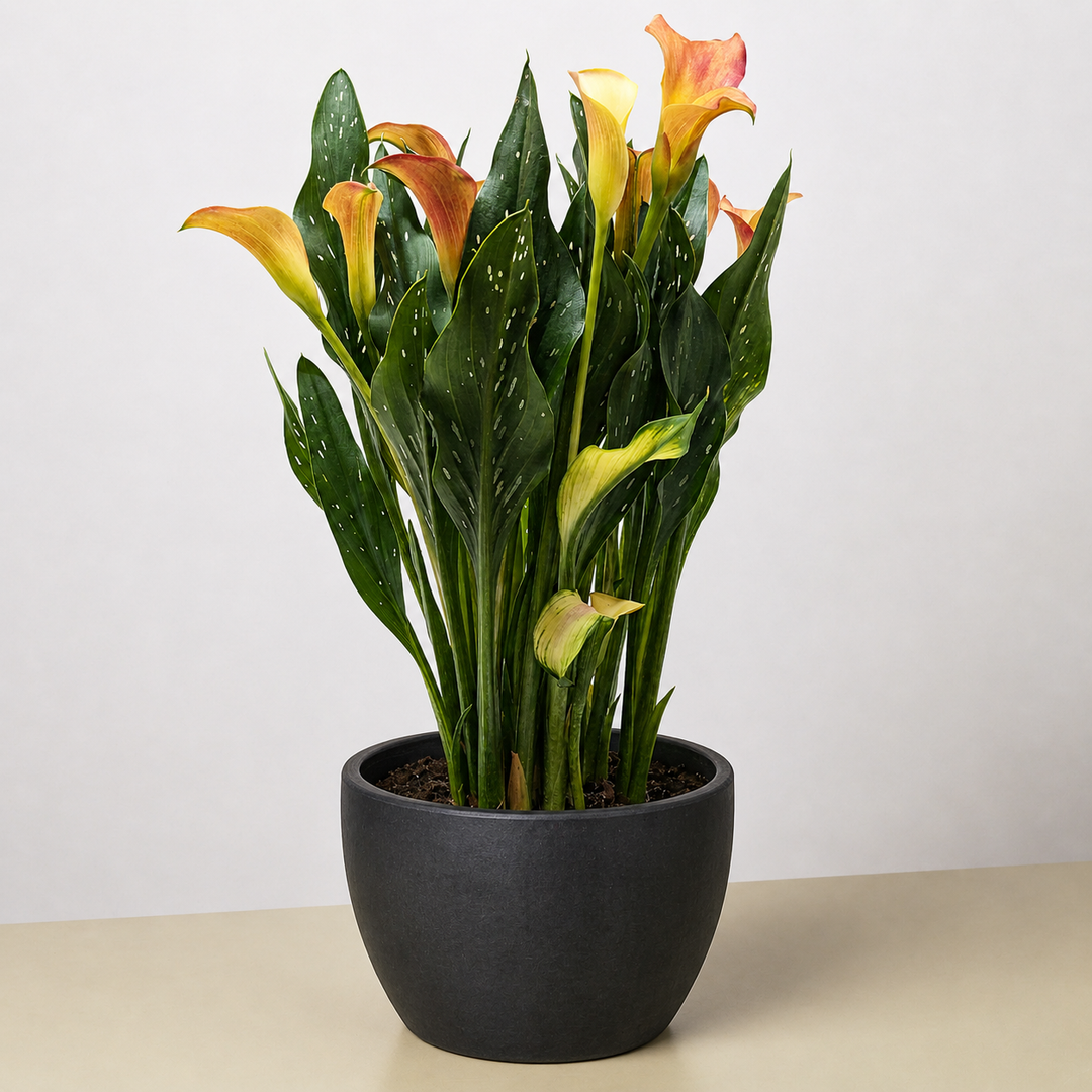 Calla Lily