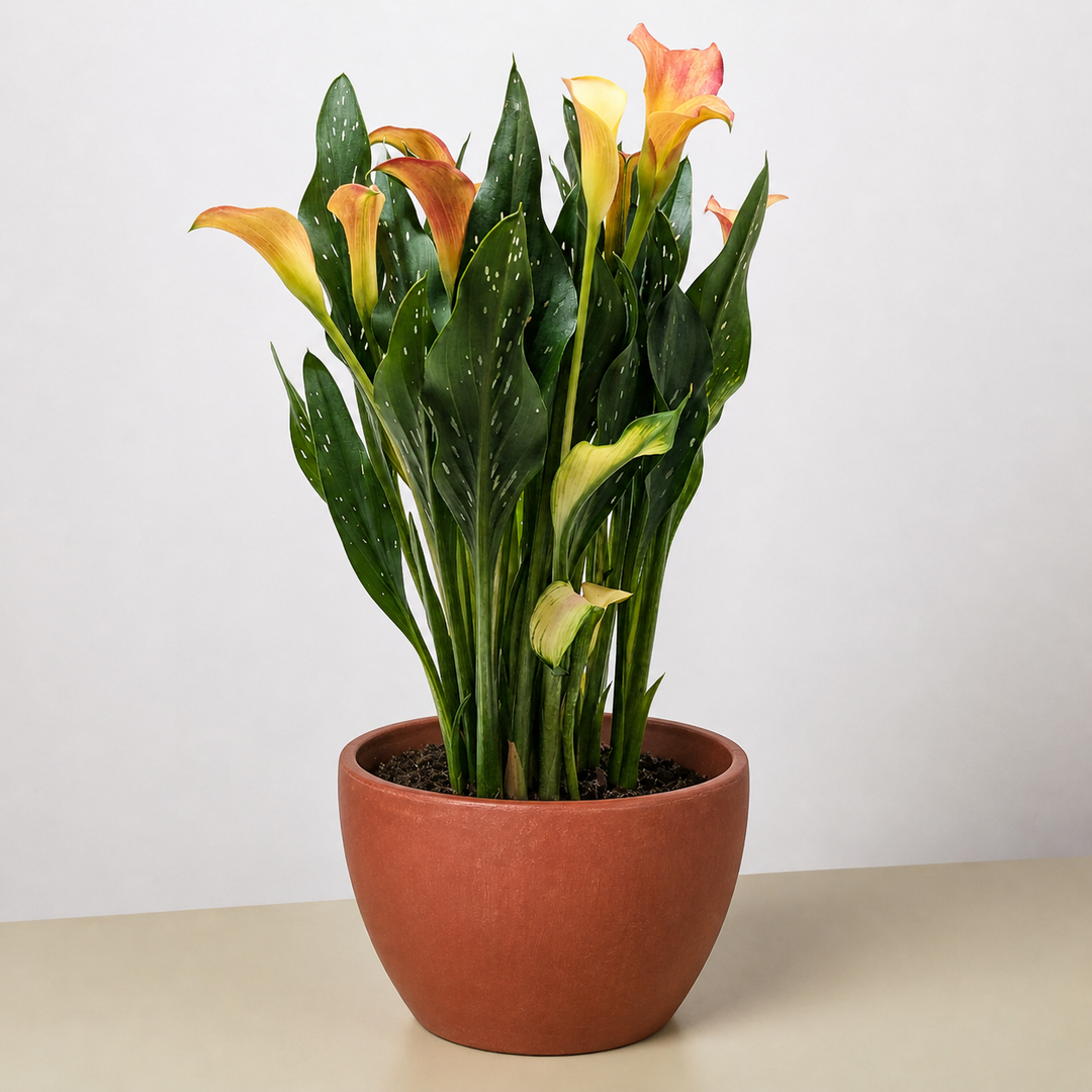 Calla Lily