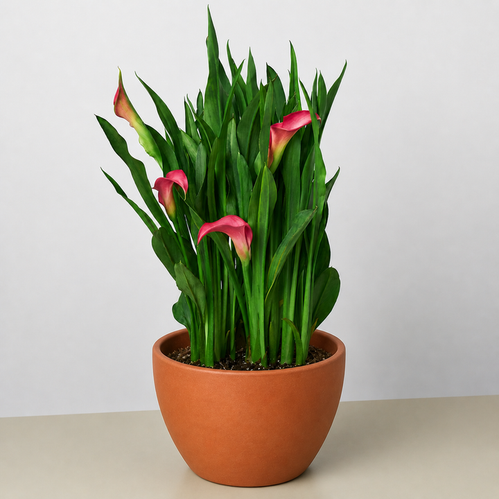 Calla Lily