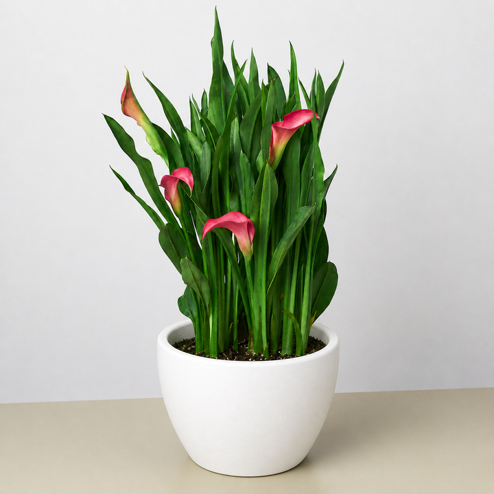 Calla Lily