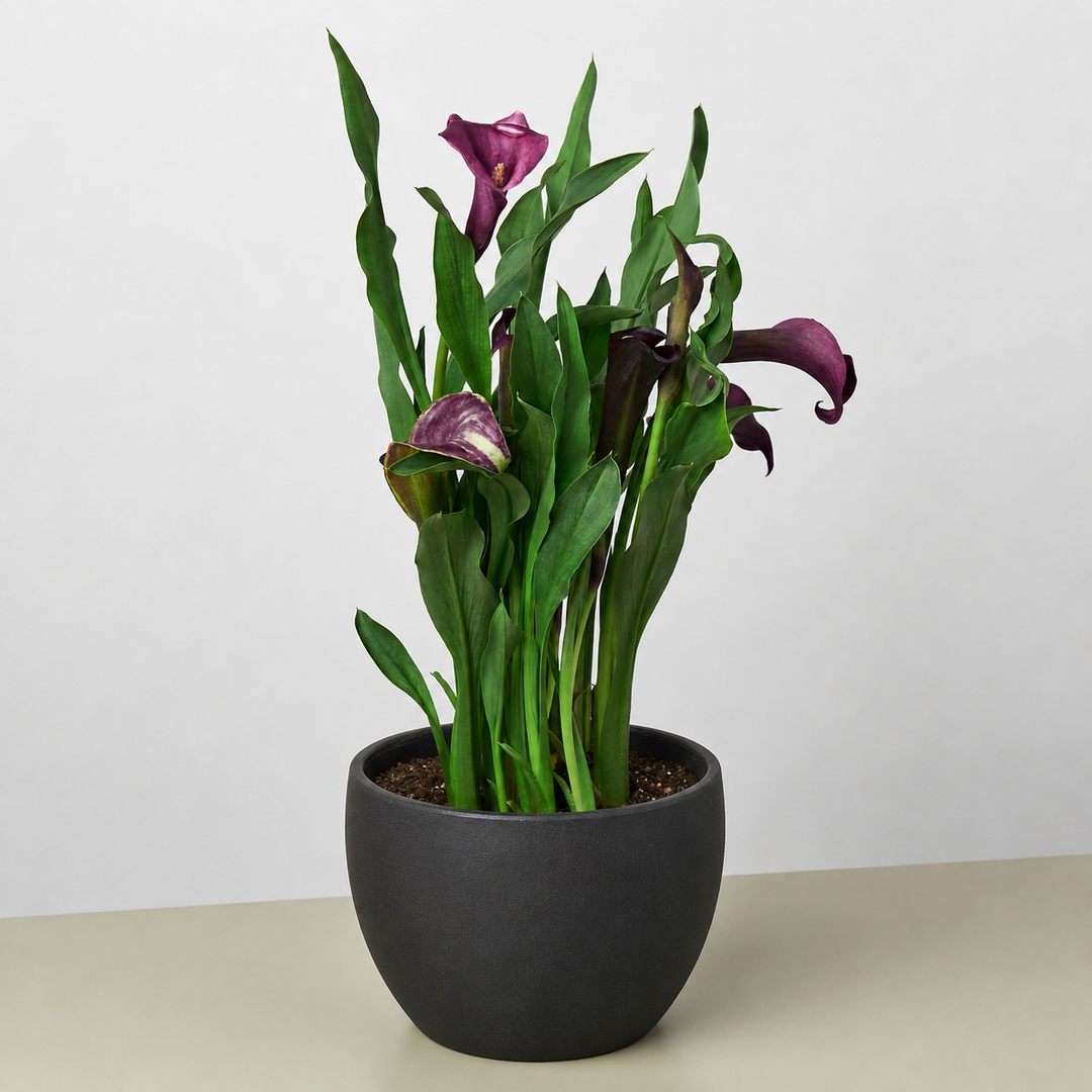 Calla Lily