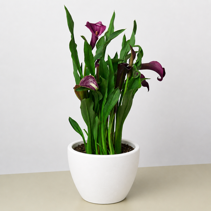 Calla Lily