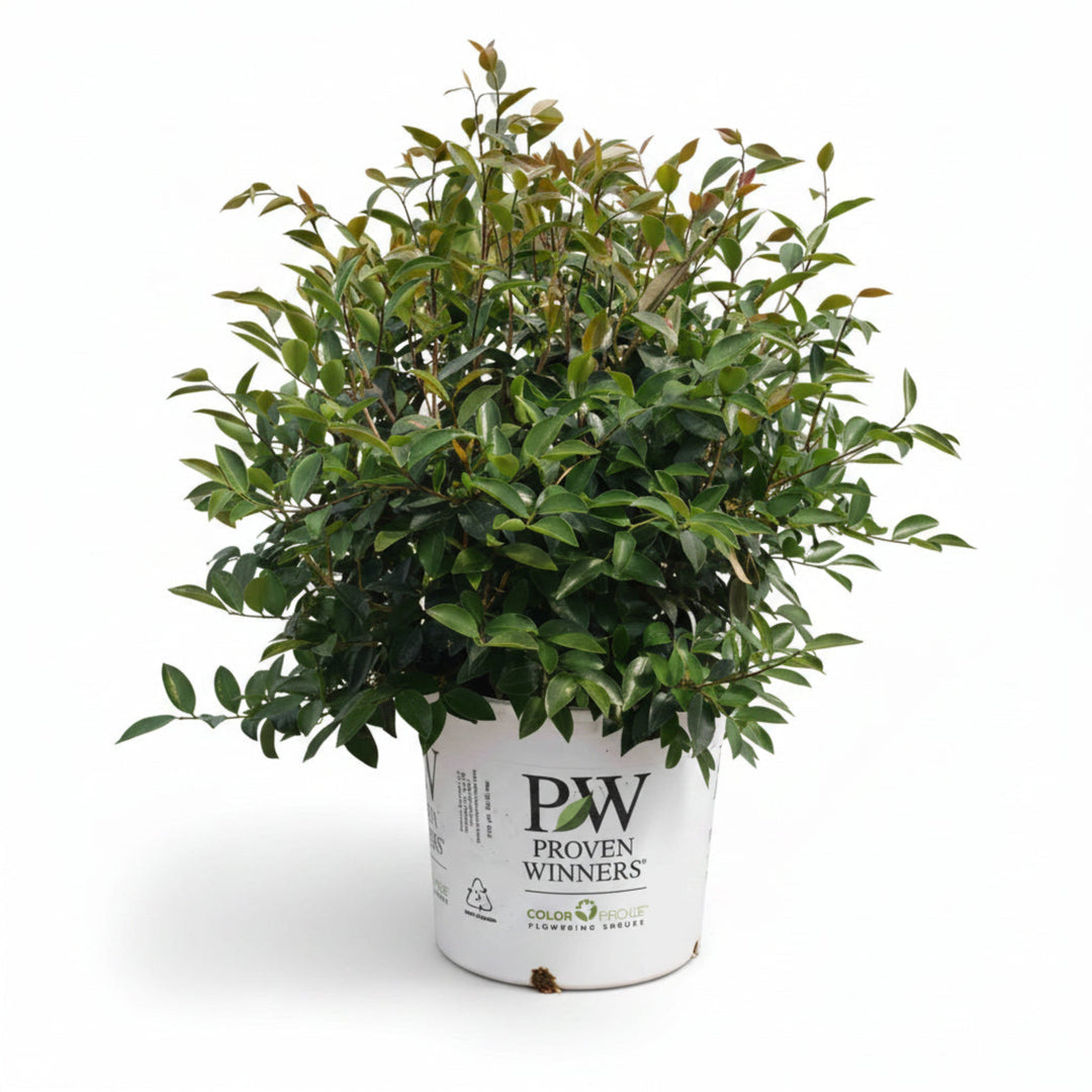 Just Chill® Double White Camellia
