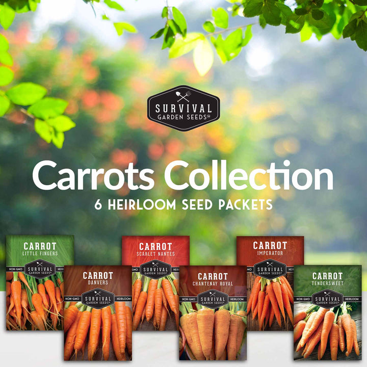 Carrot Seed Collection – Six Heirloom Garden Carrot Varieties for Fresh Eating, Juicing, Storage &amp; Preserving
