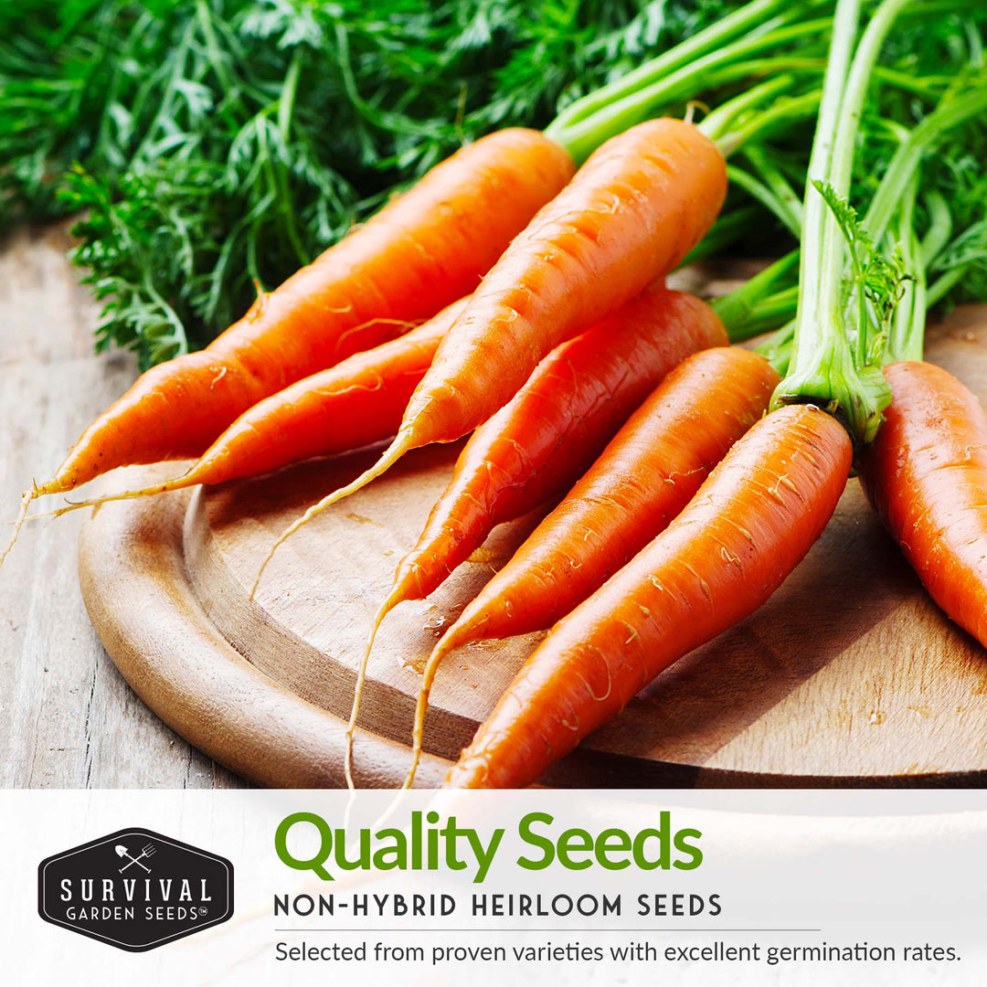 Carrot Seed Collection – Six Heirloom Garden Carrot Varieties for Fresh Eating, Juicing, Storage &amp; Preserving