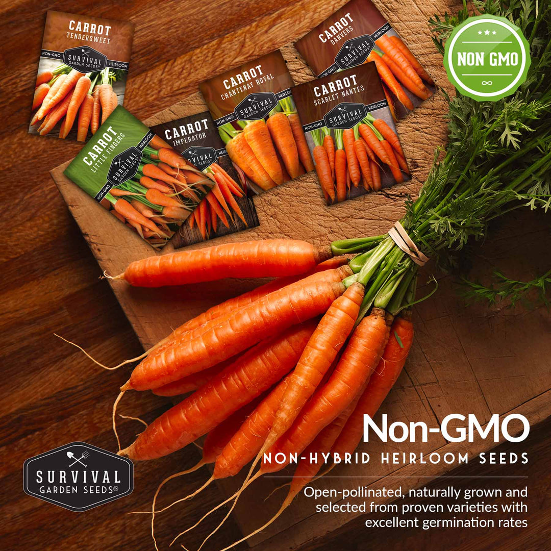 Carrot Seed Collection – Six Heirloom Garden Carrot Varieties for Fresh Eating, Juicing, Storage &amp; Preserving