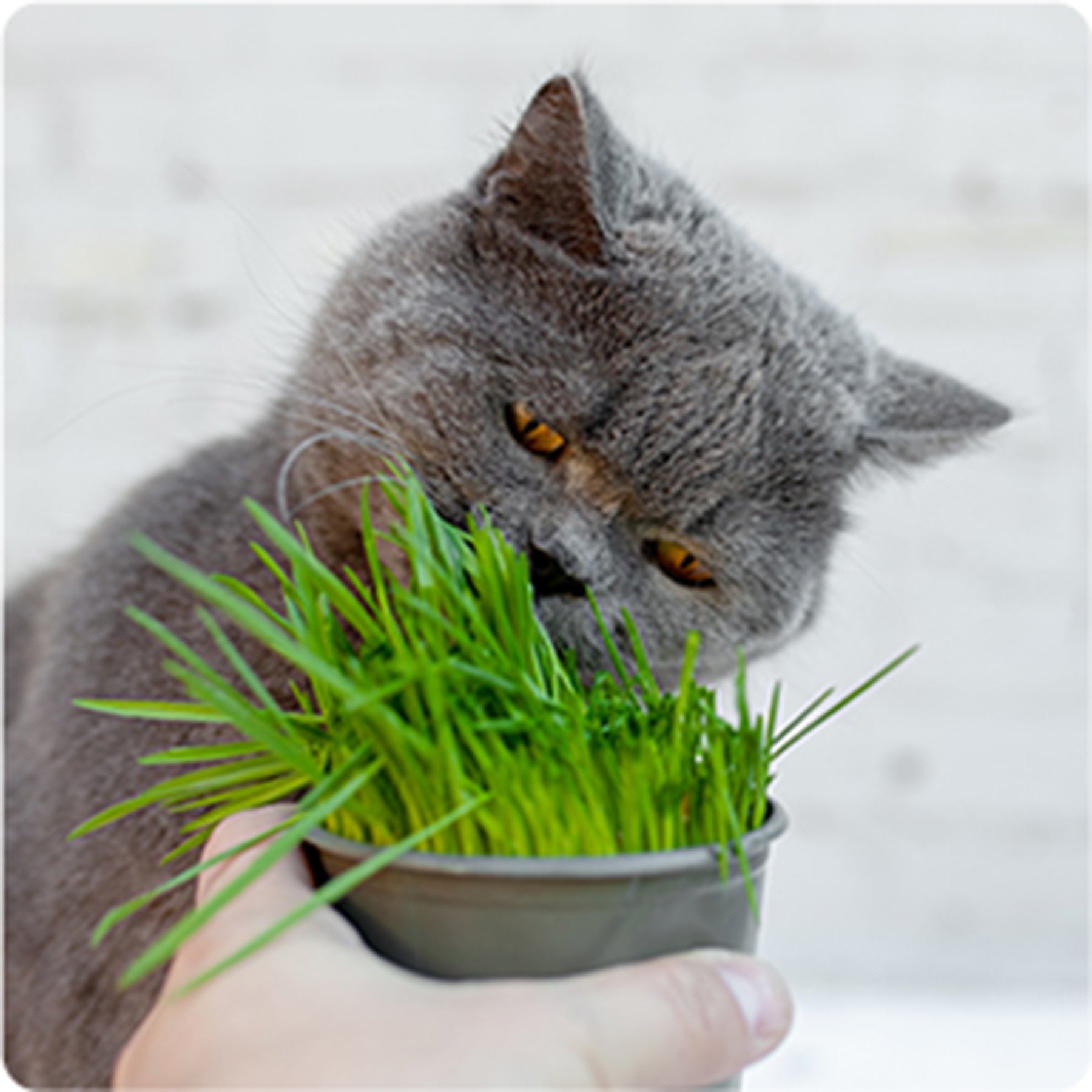 Cat Grass & Catnip Seed Collection – Fun, Healthy Greens & Enrichment Herbs for Indoor Cats