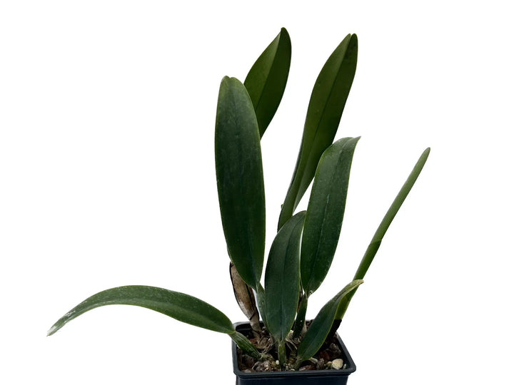 Cattleya Santa Clara’s