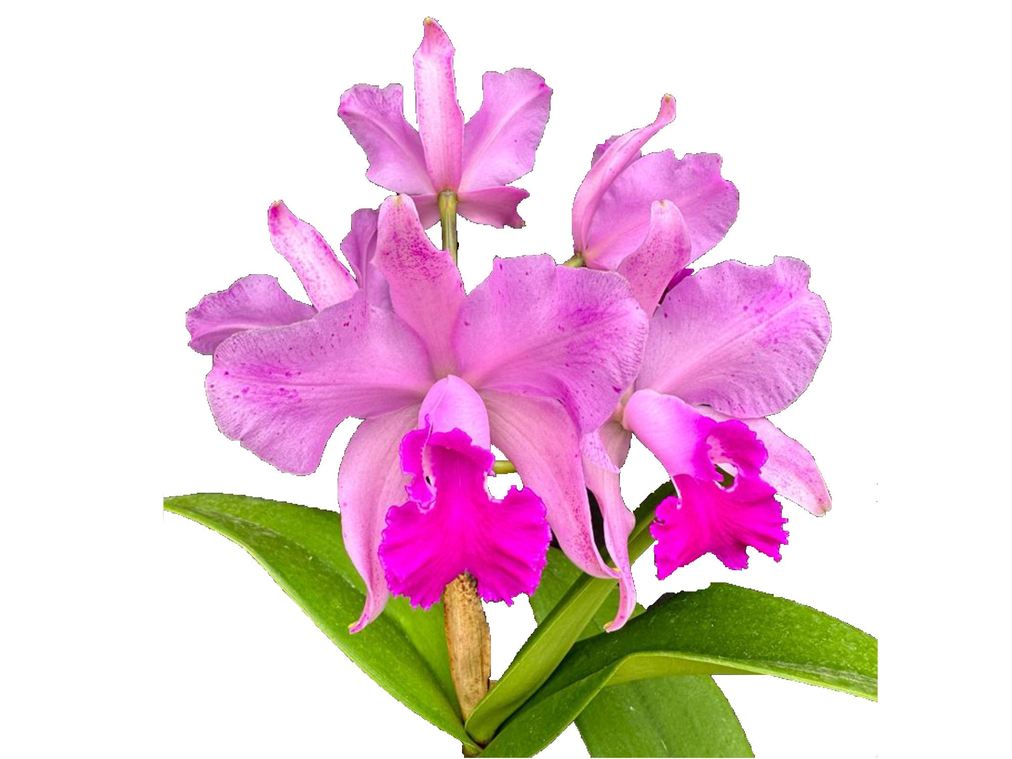 Cattleya Kay