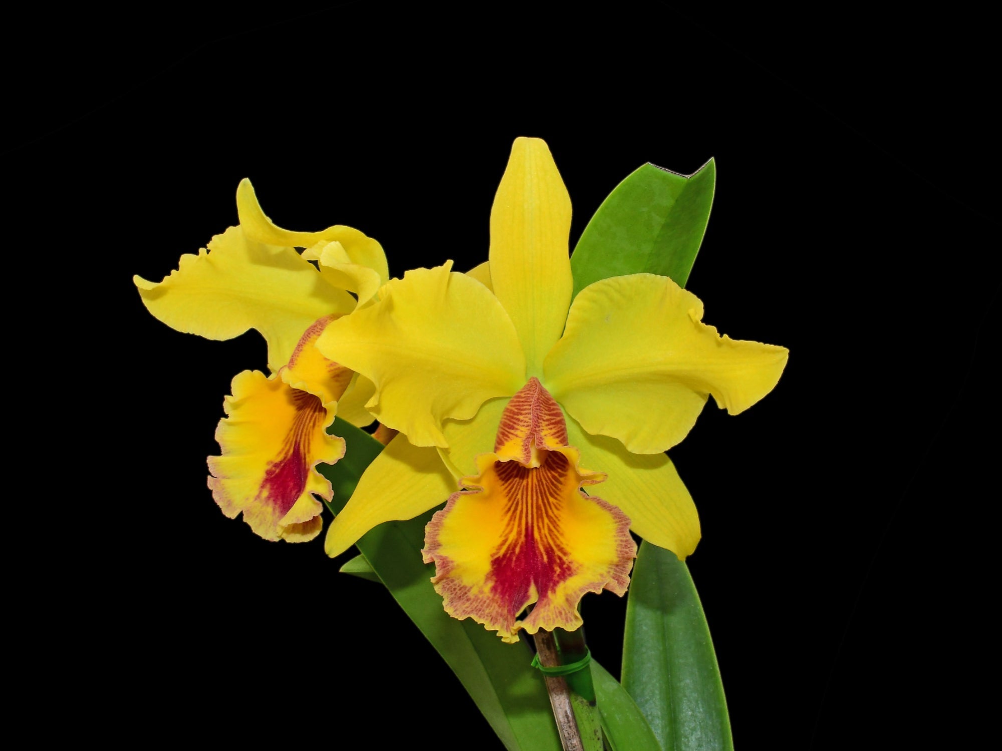 Cattleya Santa Clara’s