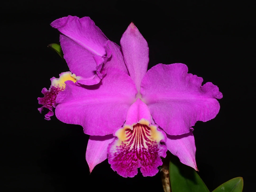 Cattleya lueddemanniana &