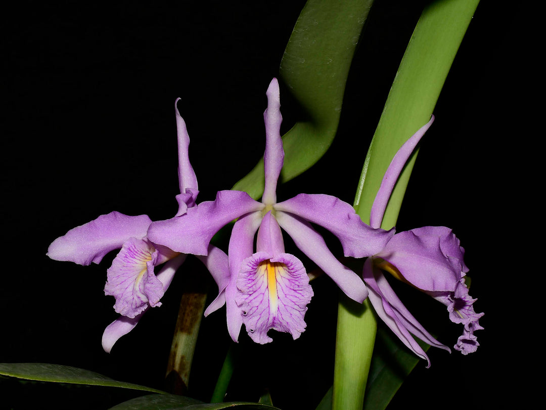 Cattleya maxima &