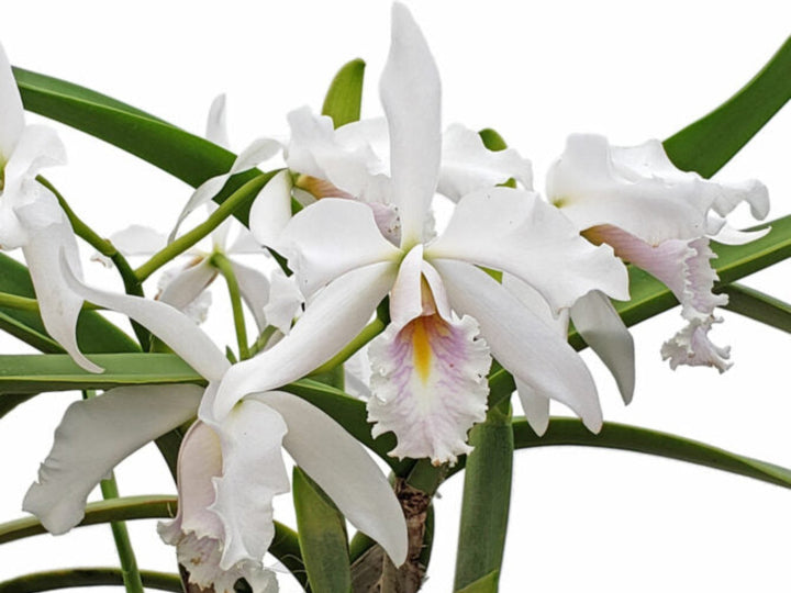 Cattleya maxima &