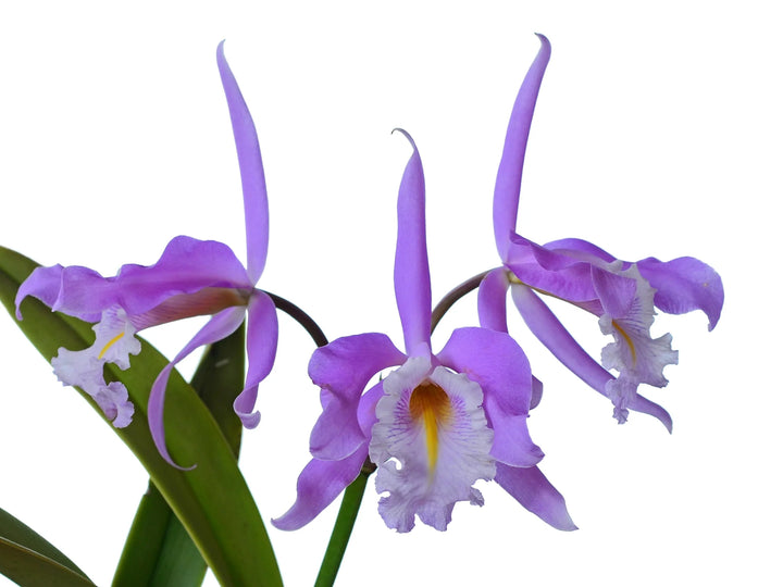 Cattleya maxima &
