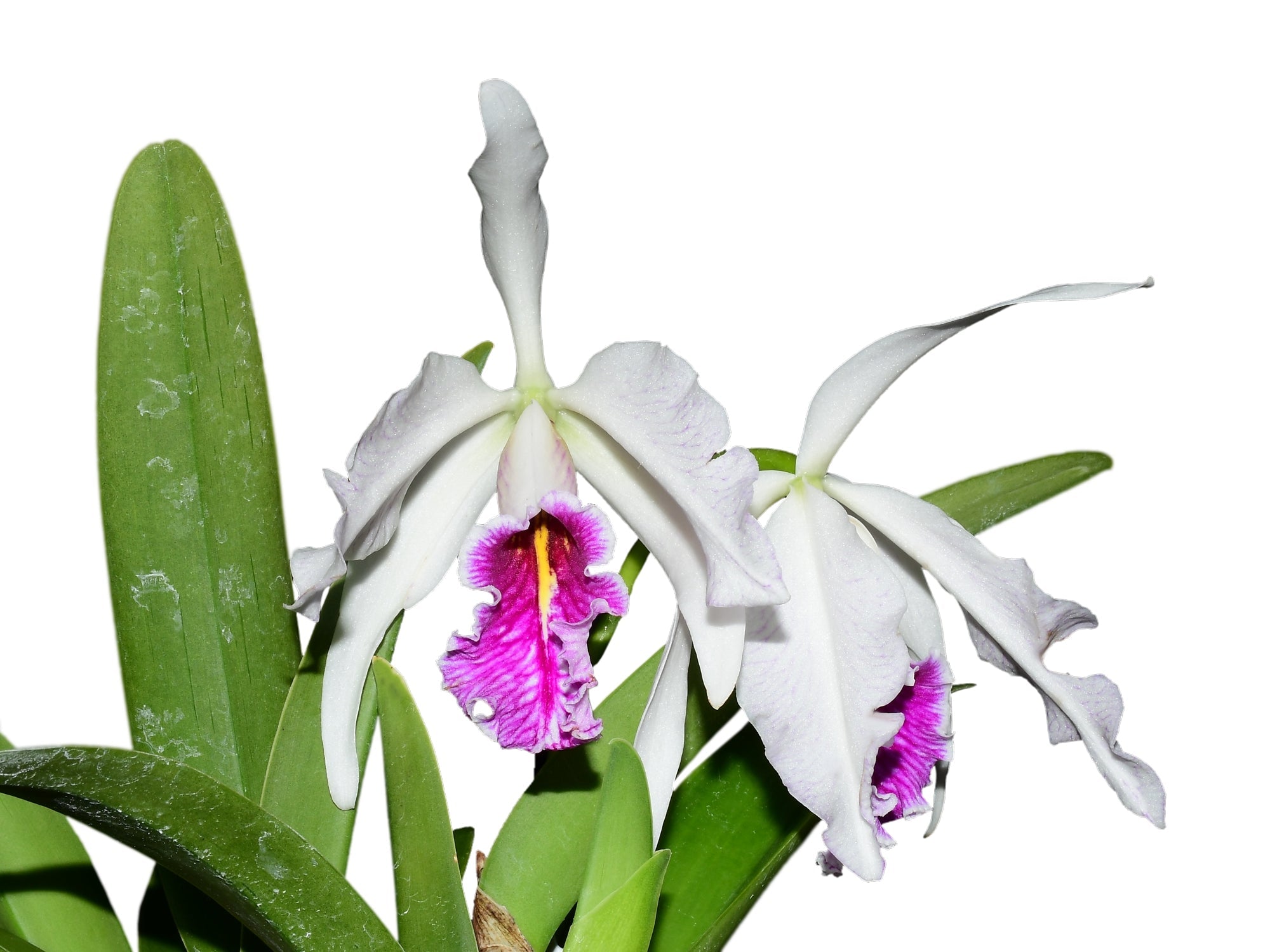 Cattleya maxima. f. semialba 'Gigi' x self
