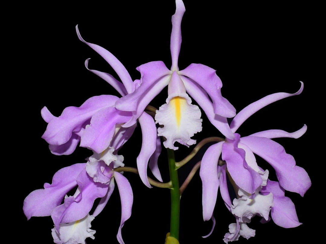 Cattleya maxima &