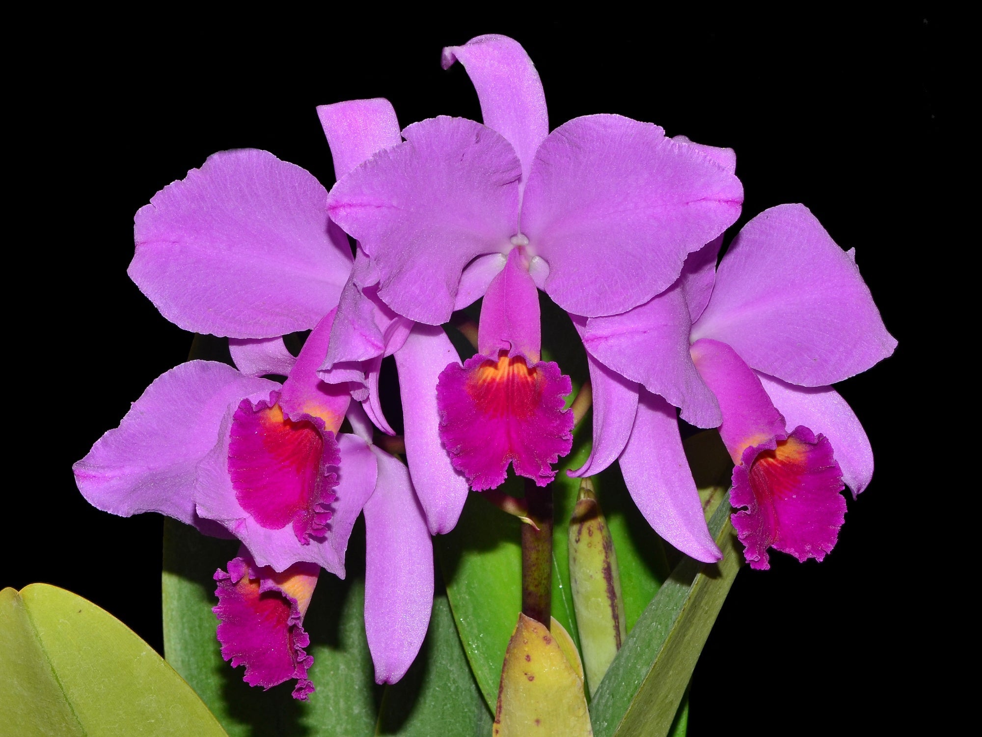 Cattleya trianae splash x 'Venezuela'
