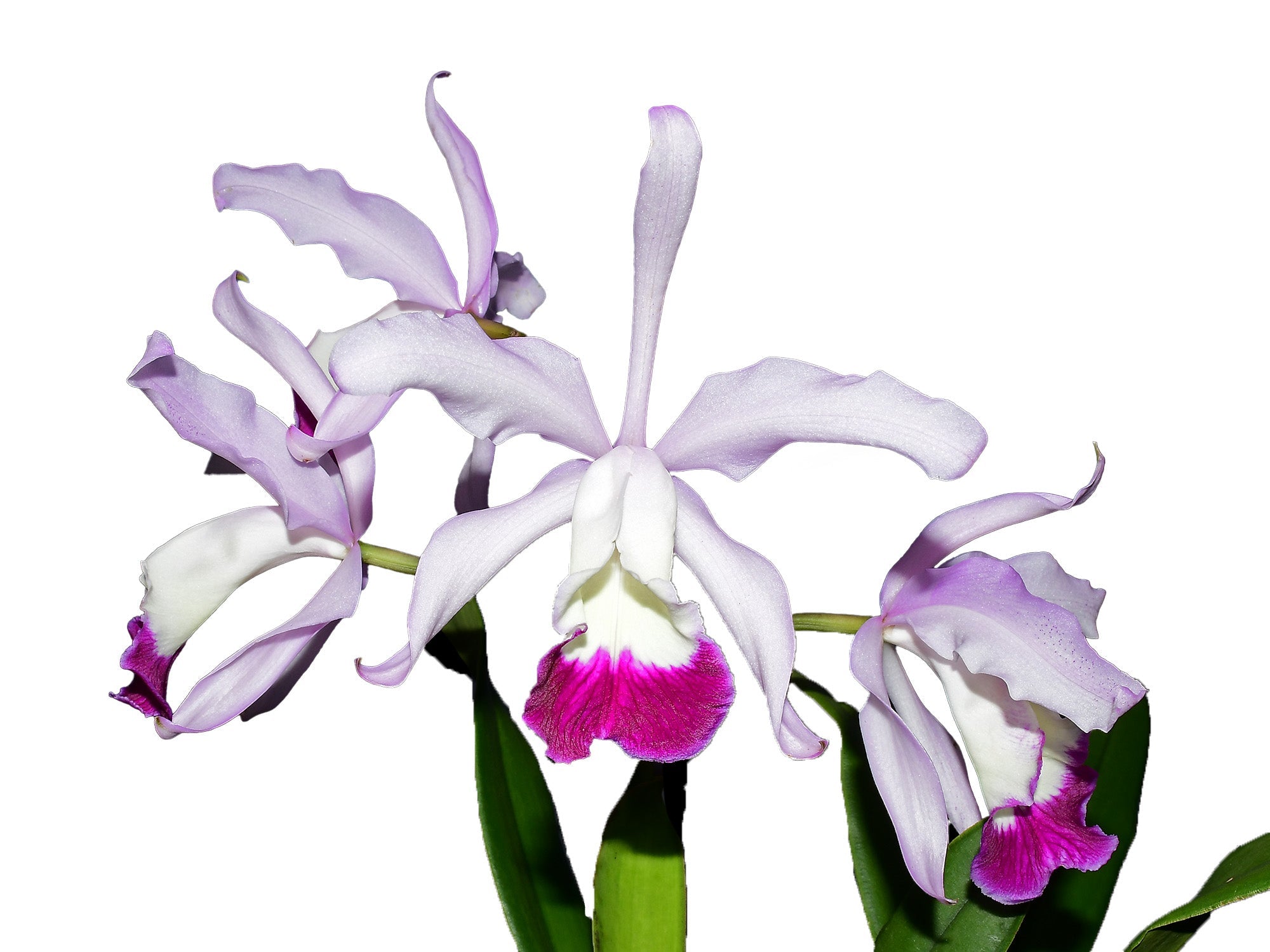 Cattleya x irrorata 'Aquimi-alba x purple lip'