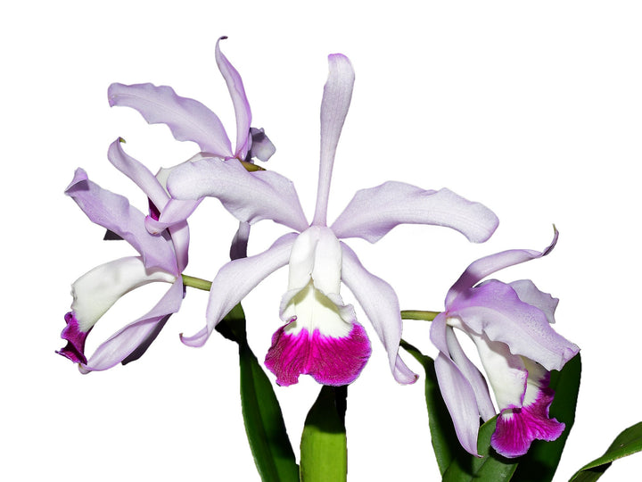Cattleya x irrorata &