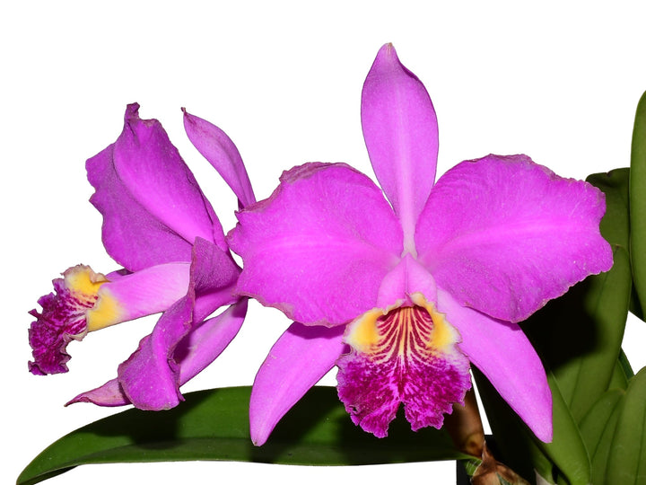 Cattleya lueddemanniana &