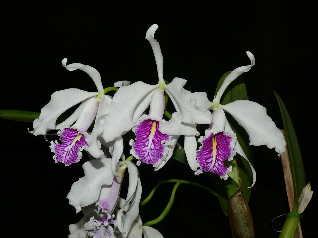 Cattleya maxima f. semialba &