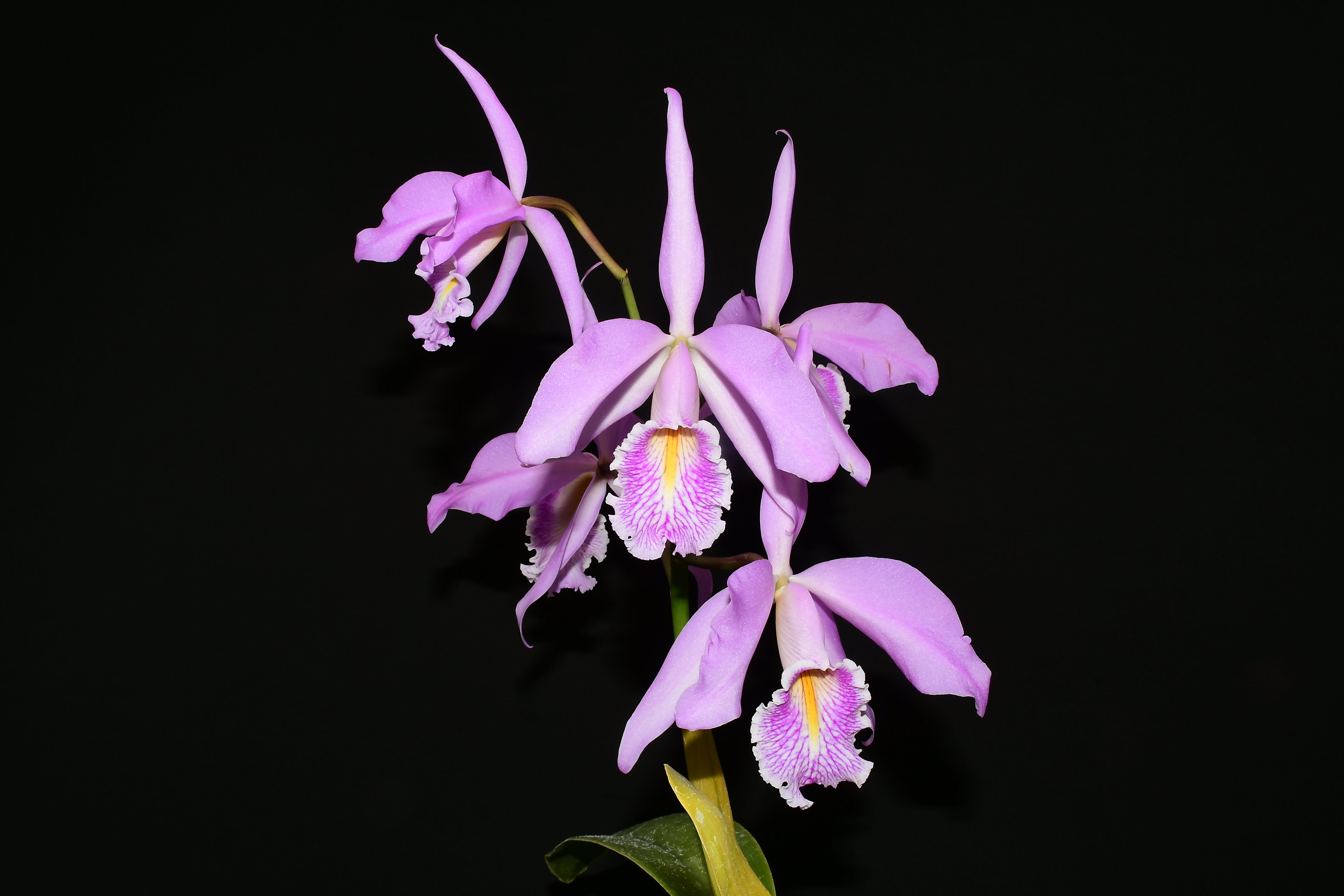 Cattleya maxima yellow lip 'Ingrid' x cod 8052