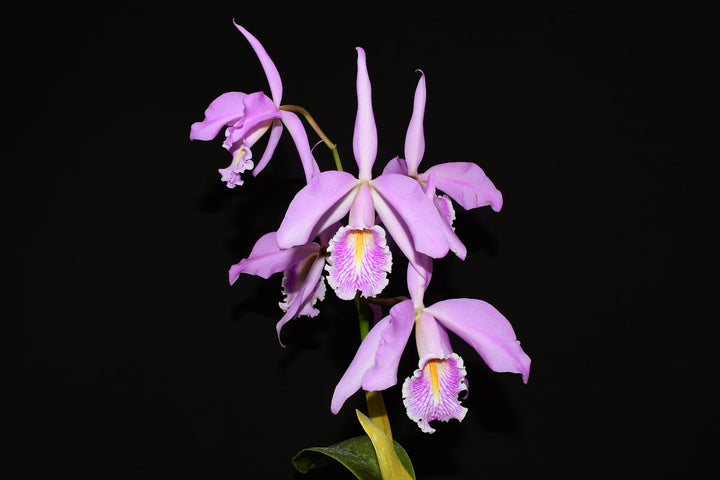 Cattleya maxima yellow lip &