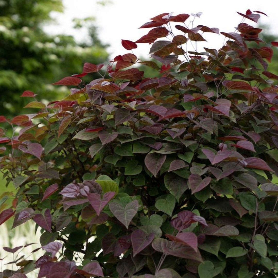 Garden Gems® Amethyst Redbud Tree