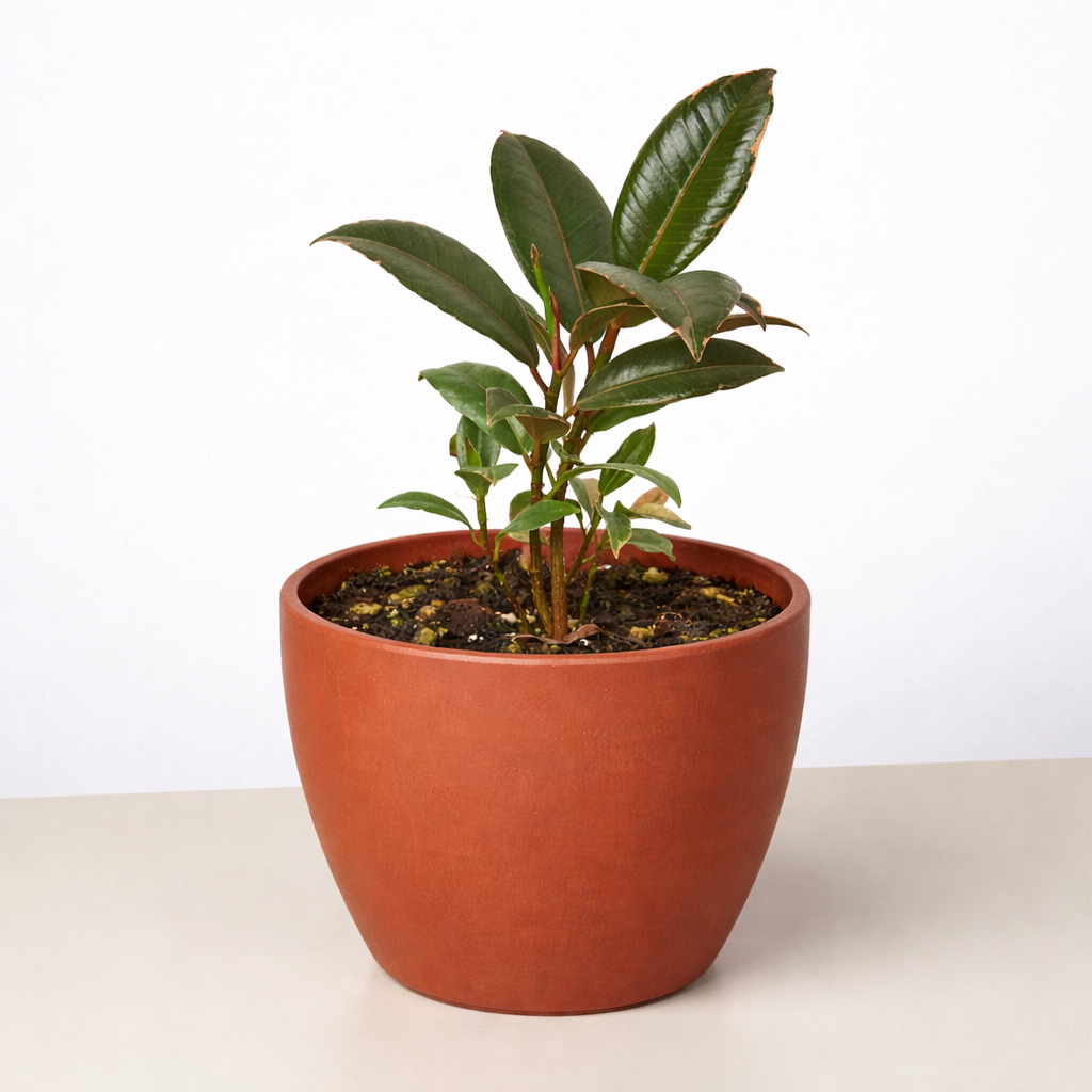 Ficus Elastica &