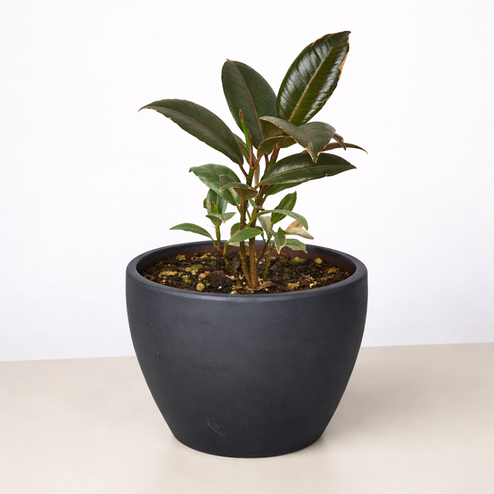 Ficus Elastica &