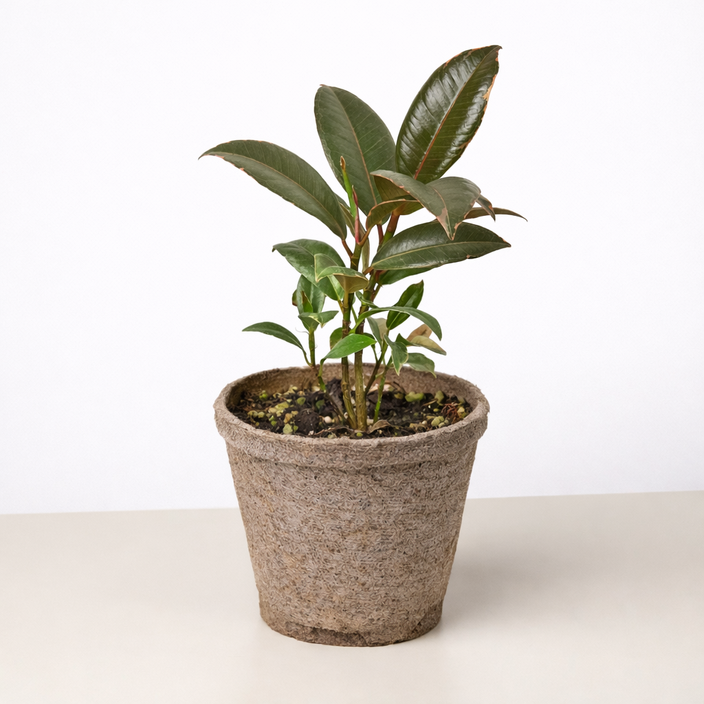 Ficus Elastica &