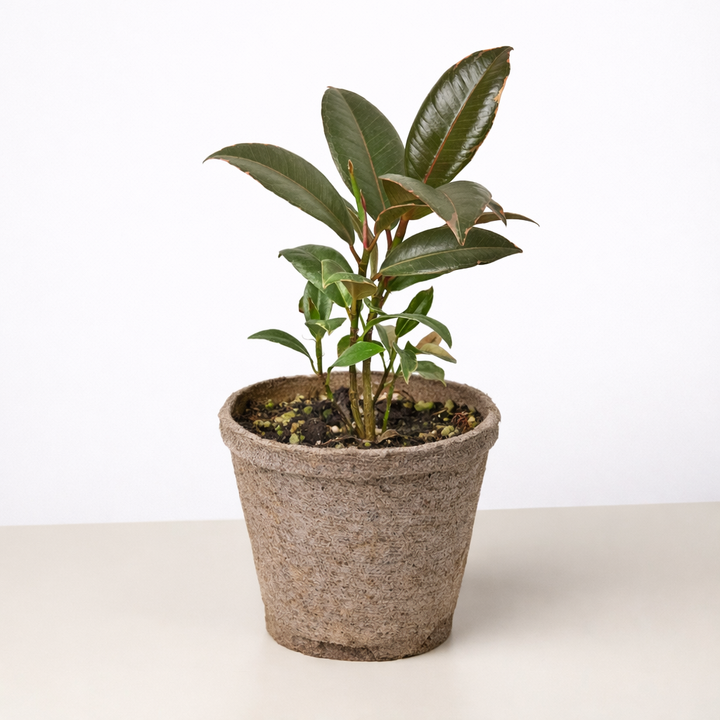 Ficus Elastica &