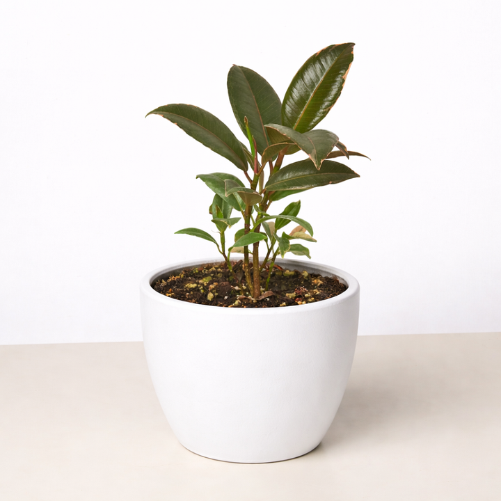 Ficus Elastica &