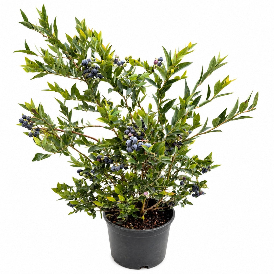 Mini Blues Blueberry