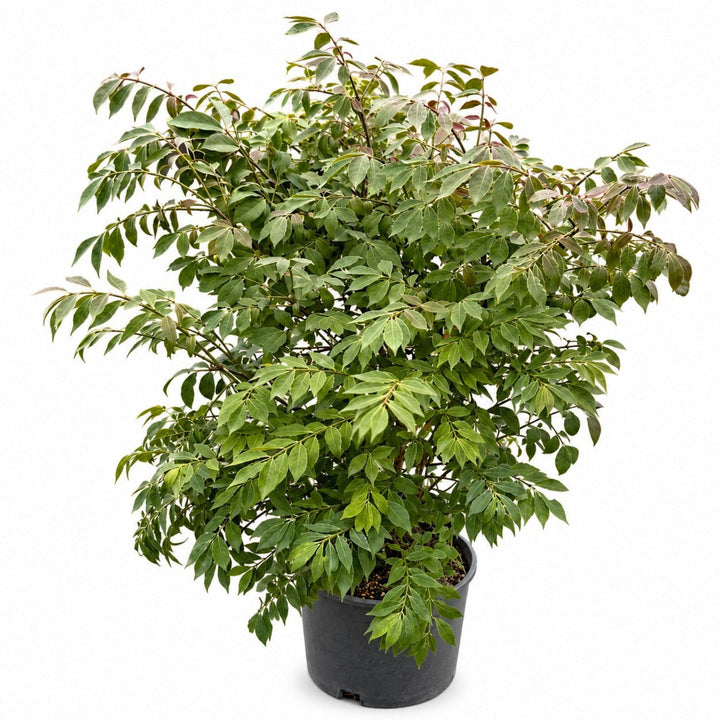 Burning Bush &