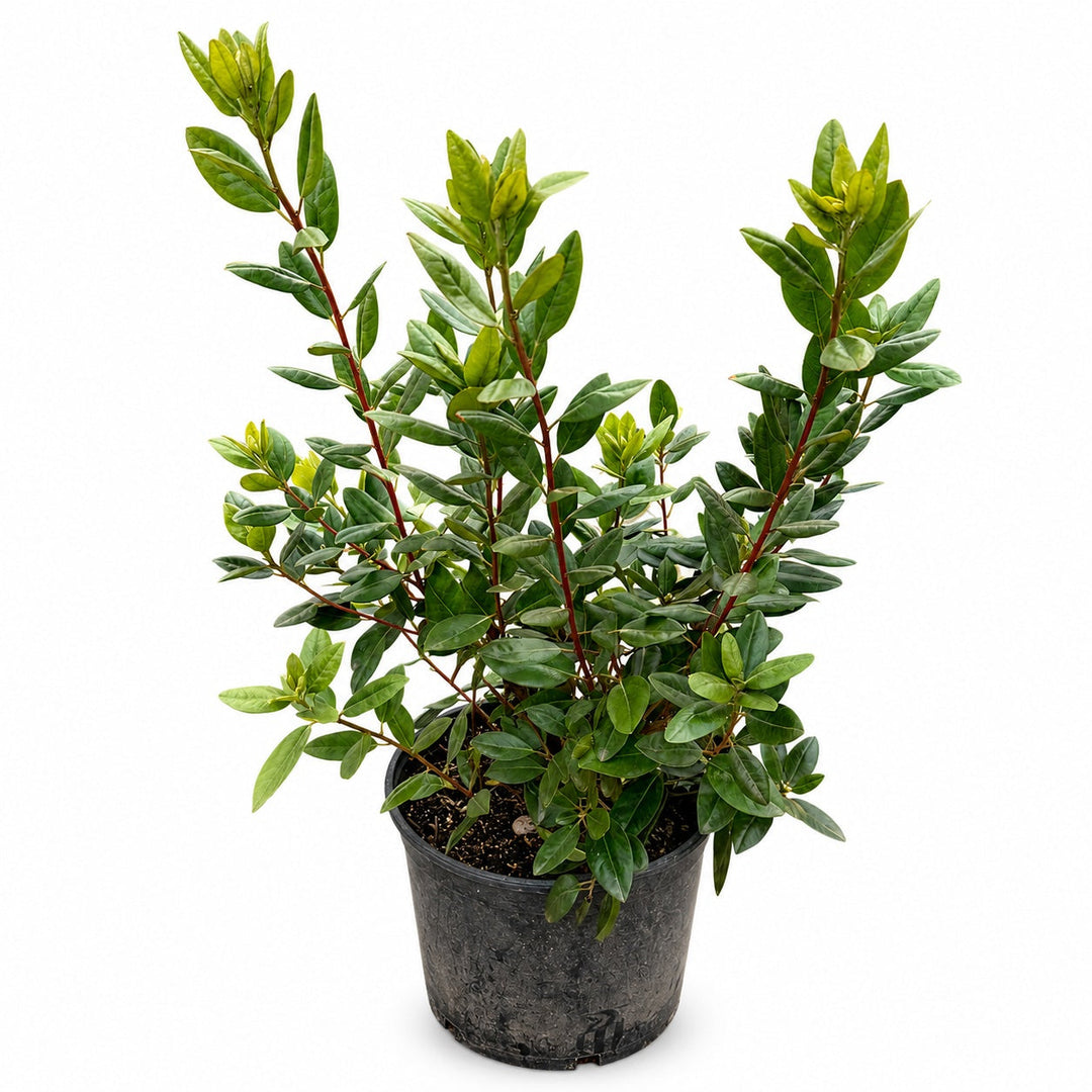 PJM Rhododendron