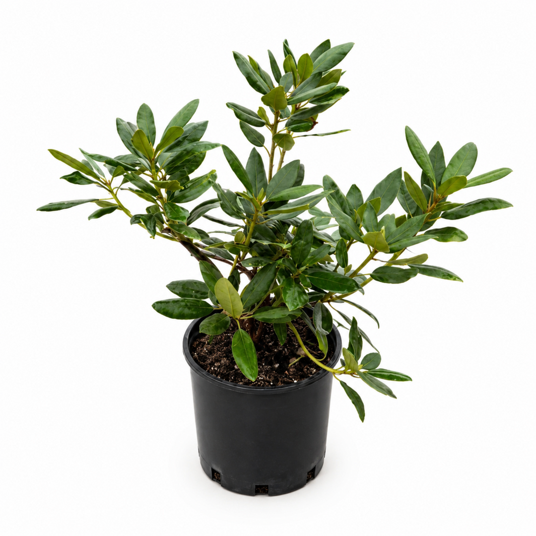 Roseum Elegans Rhododendron