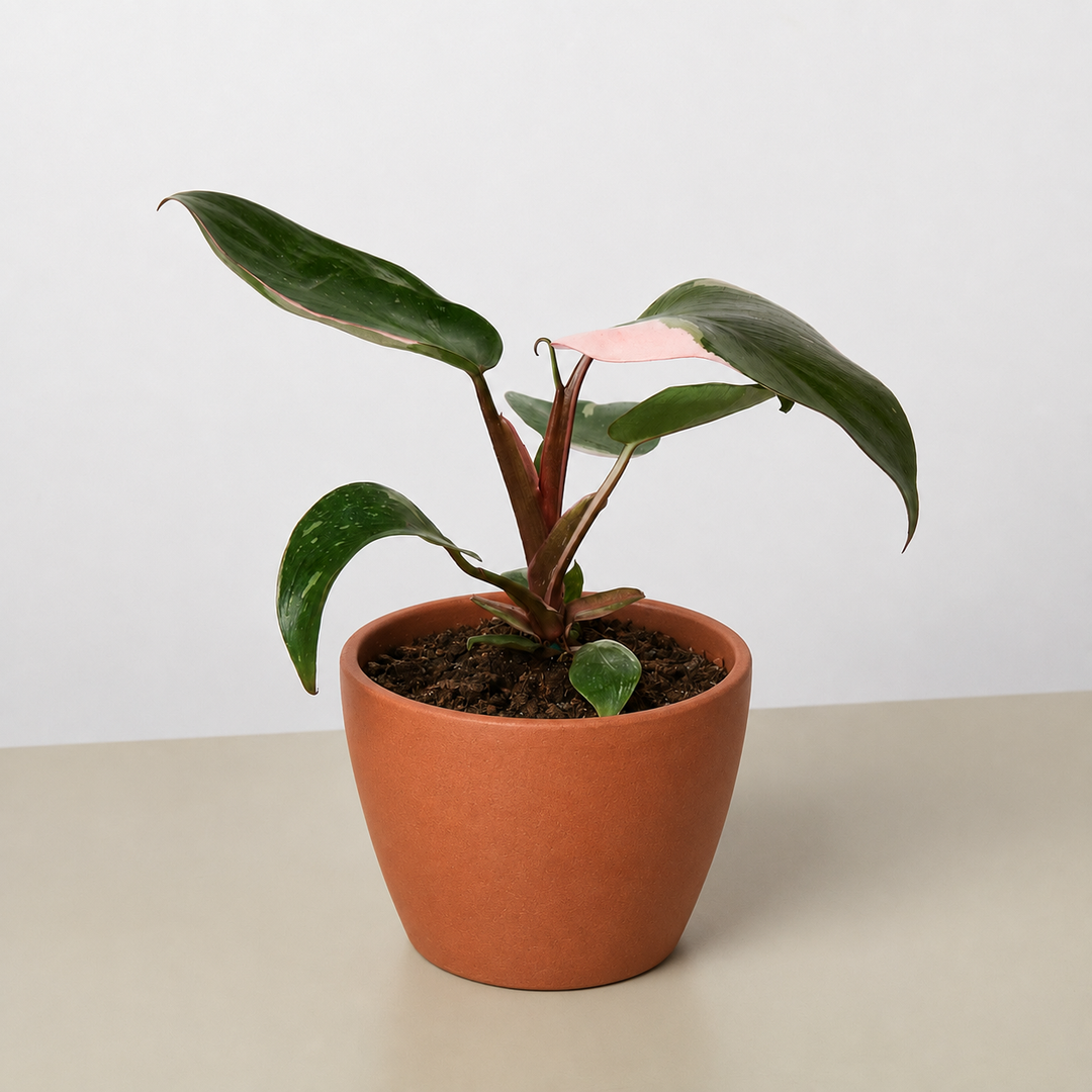 Philodendron &