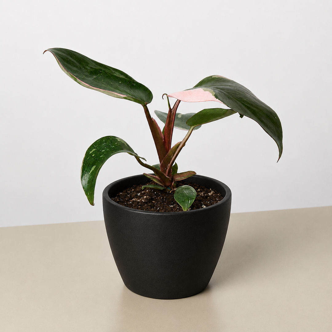 Philodendron &