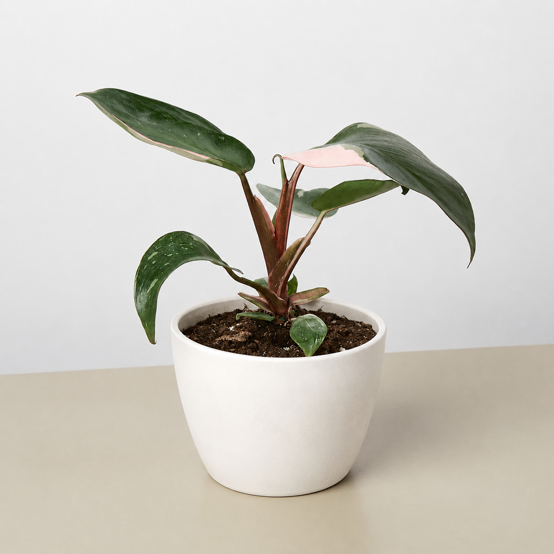 Philodendron &